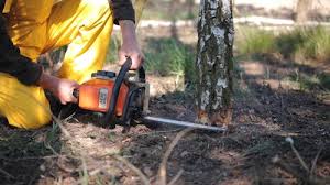 Best Root Management and Removal  in Las Lomas, TX